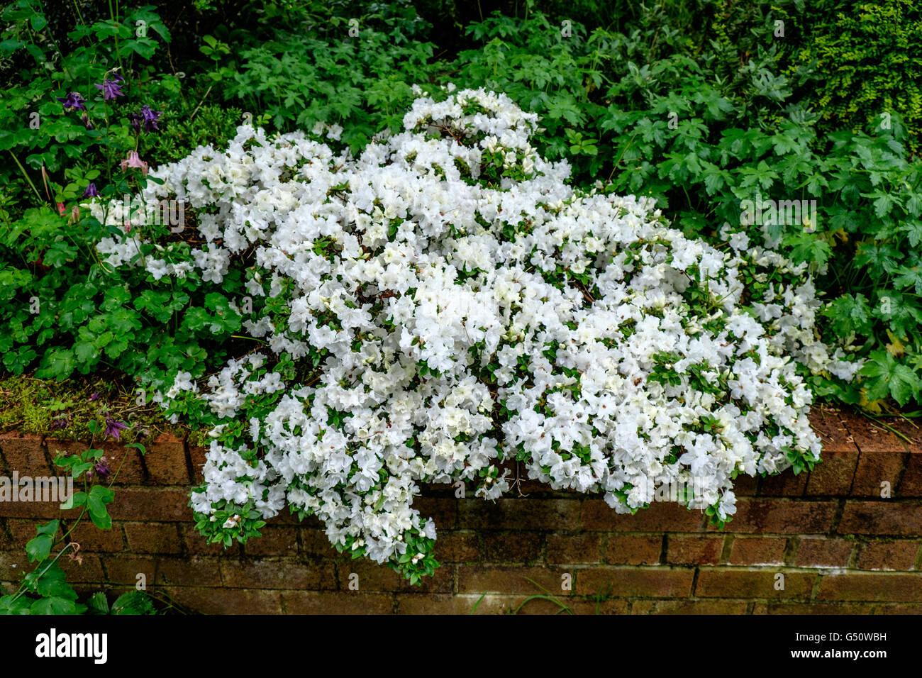 White azalea covered in flowers growing over garden wall` Stock Photo